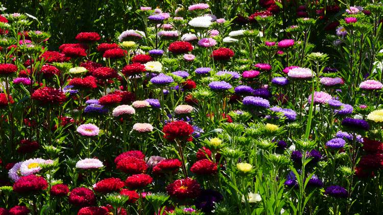 Цветы: разные цвета (июль - первые заморозки, в зависимости от сорта)   Положение: солнечно   Почва: проницаемая, плодородная, перегнойная