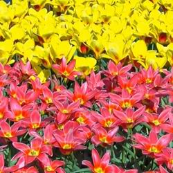 Практично першими весняними квітами, які радують нас, є ніжні паростки тюльпанів