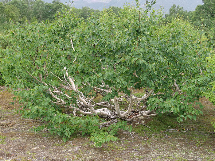 На Онежском і Ладозькому озерах підростають деревця, коріння яких примудряються втиснутися в тріщини кам'яних монолітів