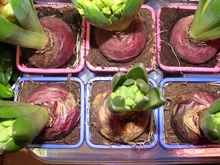Для більш раннього цвітіння гіацинта, наприклад, до Нового року, цибулин потрібен спеціальний режим охолодження - штучний, який влаштовують за допомогою холодильника