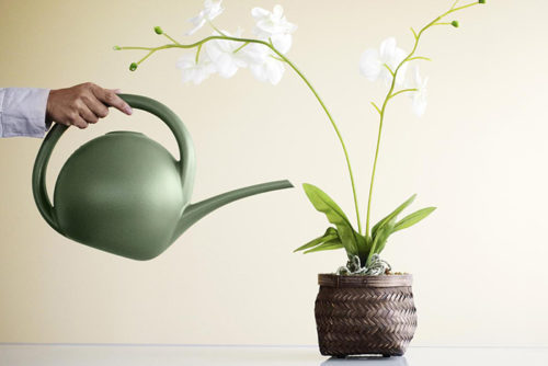 Поливати орхідею можна кількома способами: тонкої лійкою, зануренням горщика в ємність з водою