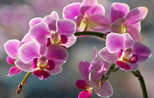 В таких умовах можна в подальшому не ламати голову над питанням, чому не цвіте орхідея в домашніх умовах