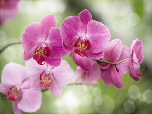 Деякі суцвіття зосереджені в пазухах листків, а деякі розпускаються на довгих квітконосах, як наприклад, у орхідеї фаленопсис - найпопулярнішою різновиди орхідей, яку можна вирощувати в домашніх умовах