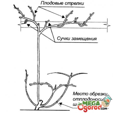 сучок заміщення;   плодова стрілка