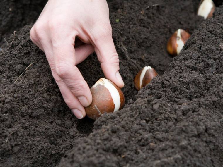 Садять цибулини, використовуючи спеціальну сітку з пластика з осередками 12,5х12,5 см, яку викладають на поверхні землі в якості розмітки