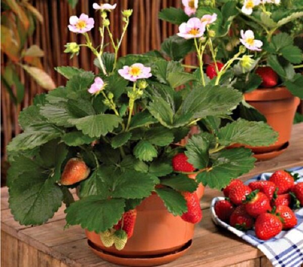 Ця ароматна ягода користується великою популярністю, але радує нас врожаєм лише в теплий сезон