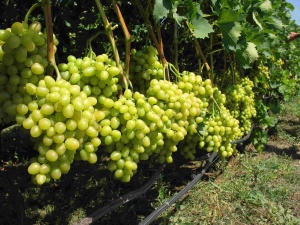 Виноград відноситься до багаторічних рослин, які належать сімейству виноградні