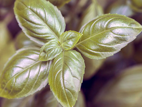 Довгасті зубчасті листя базиліка покриті рідкісними ворсинками і можуть бути пофарбовані в зелені або фіолетові тони