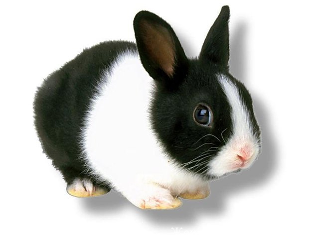 Кролик цієї породи не вимагає особливого догляду, має міцний імунітет, а найголовніше - добродушний характер