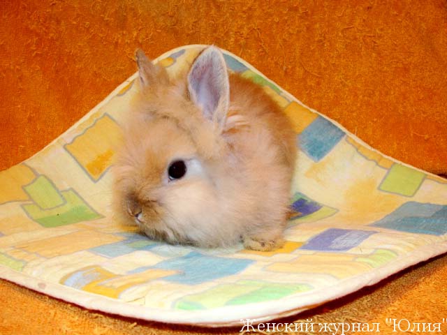 По-перше, ангорського кролика потрібно регулярно розчісувати і підстригати, а, по-друге, в раціон вихованця потрібно додавати натуральні волокна, які допоможуть його травному тракту переробити залишки хутра