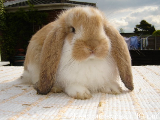Французькі висловухі кролики відрізняються хорошим здоров'ям і добродушним характером, проте їх зміст в домашніх умовах досить клопітно, тому що  вага тварини може досягати від 4,5 до 5 кілограмів