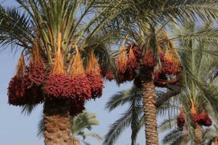 Фінікова пальма - дивовижне тропічне дерево, добре знайоме своєї розлогою кроною з яскраво-зеленими стрілоподібним листям і солодкими бурштиновими плодами
