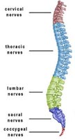 Хребетний стовп є головною опорою людського тіла в умовах гравітації, основою скелет з великими і малими м'язовими пластами, зв'язками, суглобами, які забезпечують вертикальне положення тіла, утримують на своїх місцях внутрішні органи грудної та черевної порожнин