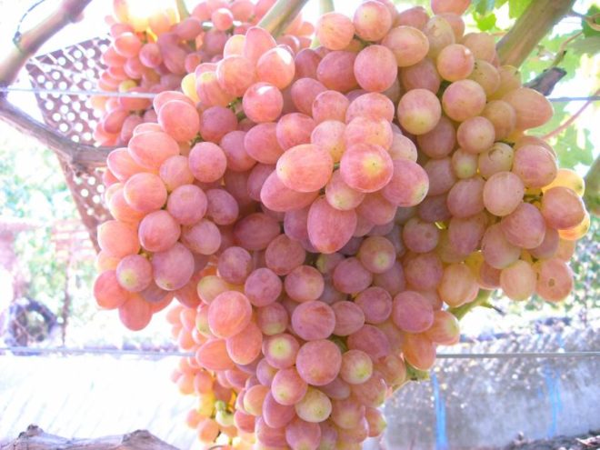 Виноград - рослина, що вважаються ознакою розкоші і елітарності протягом багатьох століть
