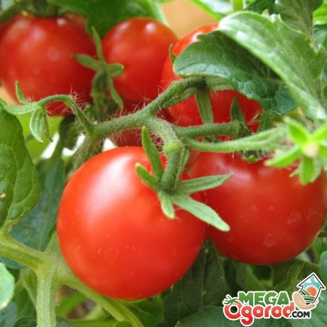 Методи підвищення врожайності томатів