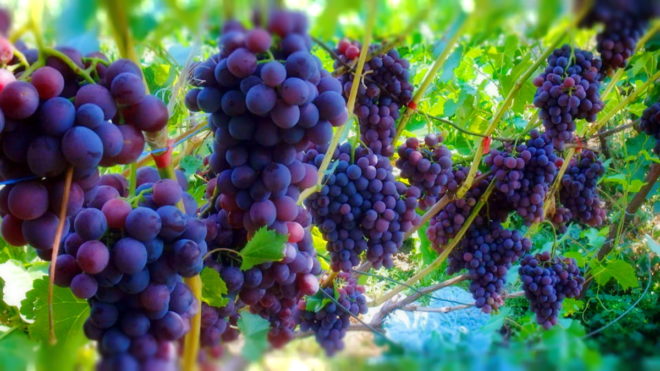 Вирощування винограду - процес копіткий і складний