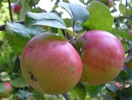 Яблука самі хімічно насичені плоди в магазині, особливо привізні