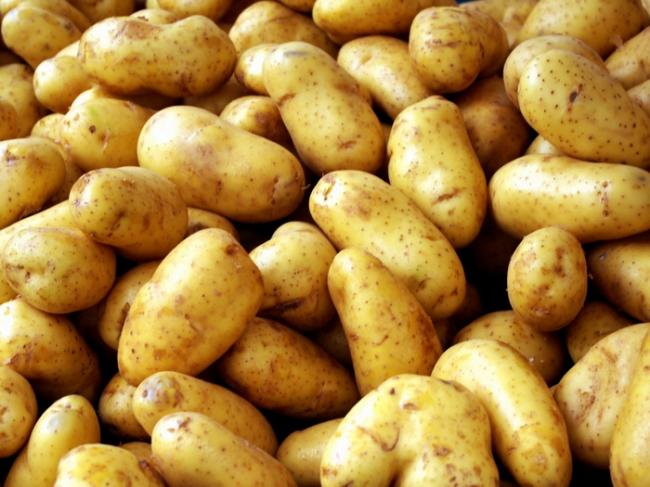 Вибирати картопля досить просто