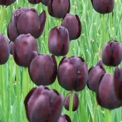 Харлемские тюльпани вперше з'явилися в середині 17 століття і мали темно-фіолетовим кольором