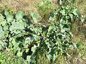 капуста городня   наукова класифікація   Міжнародне наукове назву   Brassica oleracea   L