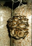 В мішках ми прорізали отвори діаметром 3-5 см (на відстані 10-15 см) для того, щоб з них могли рости гриби