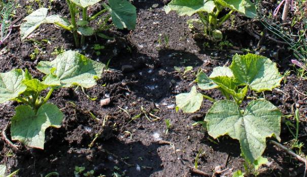 Багато городників знають, що огірки дуже погано переносять пересадку, так як вона часто супроводжується пошкодженням кореневої системи, тому й намагаються садити насіння огірків відразу у відкритий грунт