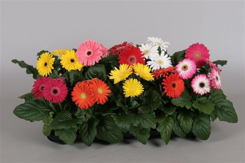 Gerbera Ilios - квіти різних форм і величини, колірна гамма включає всі теплі відтінки оранжевого, жовтого, світло-червоного