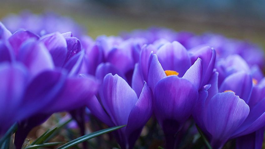 Хімія запаху квітів Фіалки