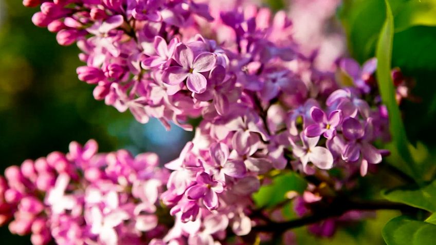 Бузок - Хімія запаху квітів
