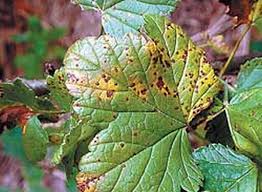 У липні - серпні призводить до повного опадання хворих листя і залишає кущі голими