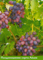 Олександр Іванович вказує на шар соломи під кущами винограду