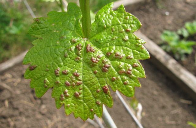 Виноград схильний до різних захворювань, причинами яких є нашестя комах на рослину
