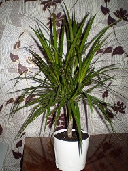 Драцена - одне з найпопулярніших кімнатних рослин