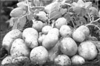 Для отримання високого врожаю великих бульб картоплі за сезон проводять 2-3 підживлення