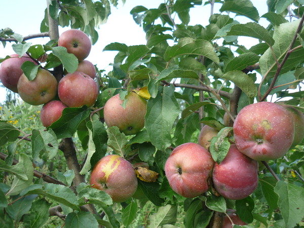 Порадьте хороші сорти яблуні для Північно-Заходу