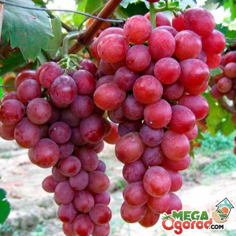 особливості винограду