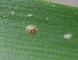 Також існують тля, трипси, деякі види кліщів - це все паразити, які можуть пошкодити рослині